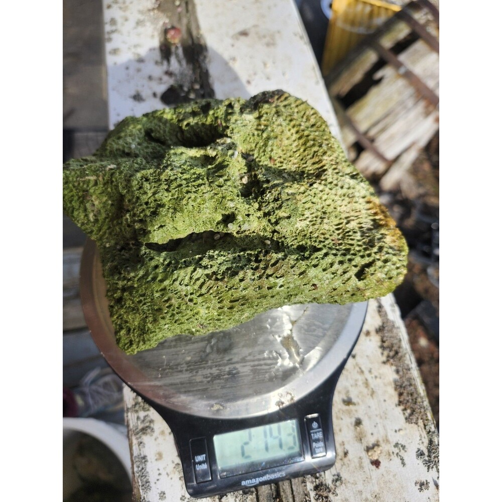 Fiji Dry Base Rock for Saltwater Aquarium Setup Natural Reef Rock Aquascaping